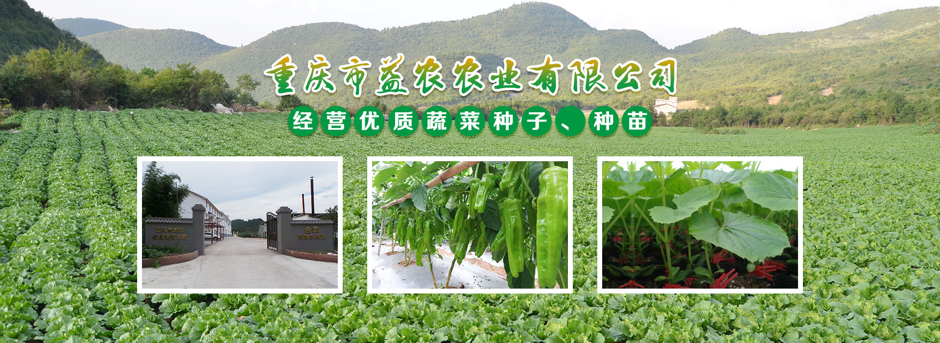 金鳳品比試驗(yàn)及育苗基地，位于重慶市九龍坡區(qū)金鳳鎮(zhèn)虎峰村，建設(shè)規(guī)模40畝，總投資300余萬(wàn)元。育苗場(chǎng)在市農(nóng)科院蔬菜花卉研究所的技術(shù)支撐下，開(kāi)展蔬菜新品種繁育、新品種的品比試驗(yàn)、示范及篩選工作。并開(kāi)展苦瓜、茄子、番茄、西瓜種苗的培育育及嫁接工作。